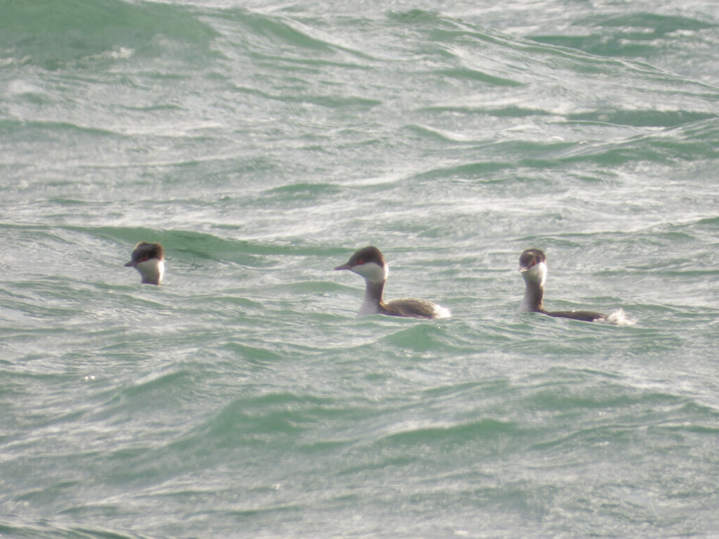 Photo of Slavonian Grebe